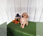Small Photo #1 Golden Retriever Puppy For Sale in APPLE CREEK, OH, USA