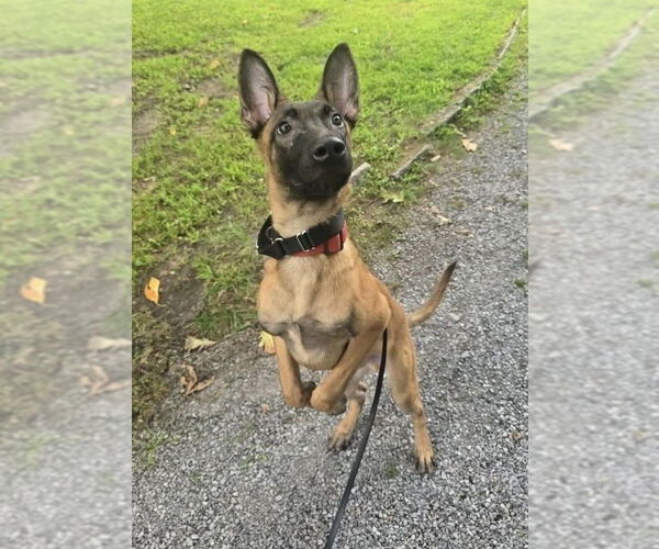Medium Photo #2 Mutt Puppy For Sale in Imlay City, MI, USA