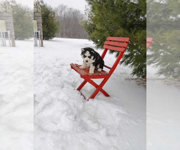 Medium Photo #1 Siberian Husky Puppy For Sale in AUBURN, NY, USA