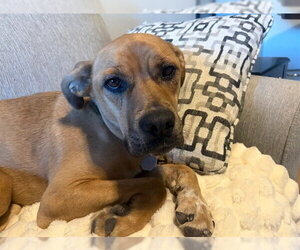Mutt Dogs for adoption in Brighton, CO, USA