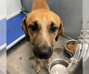 Black Mouth Cur-Unknown Mix Dogs for adoption in Tavares, FL, USA