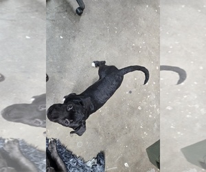 Cane Corso Puppy for sale in EAST HAMPTON, CT, USA