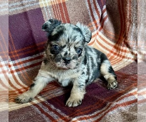 French Bulldog Puppy for sale in NEWTON, NJ, USA