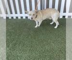 A614850 - Male Chihuahua-Unknown Mix Dog for Adoption - Small photo
