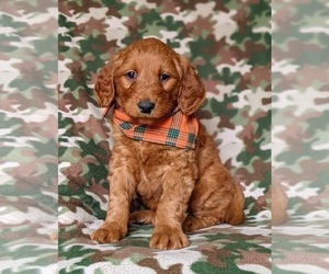 Goldendoodle Puppy for sale in CHRISTIANA, PA, USA