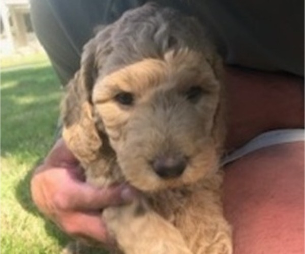Medium Photo #7 Goldendoodle Puppy For Sale in GRAHAM, WA, USA