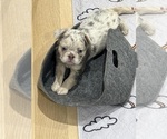 Puppy Downy French Bulldog