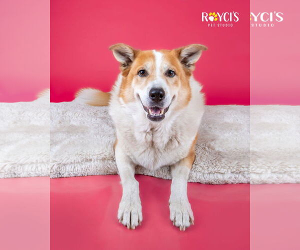 Medium Photo #10 Border Collie-Unknown Mix Puppy For Sale in Sandy, UT, USA