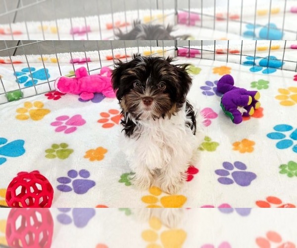 Medium Photo #5 Havashire Puppy For Sale in ORO VALLEY, AZ, USA