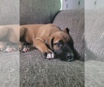 Small Photo #4 Irish Dane Puppy For Sale in SURRY, VA, USA