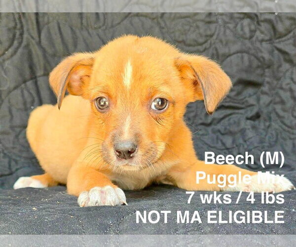 Medium Photo #1 Puggle Puppy For Sale in pomfret, CT, USA