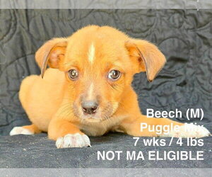 Puggle Dogs for adoption in pomfret, CT, USA