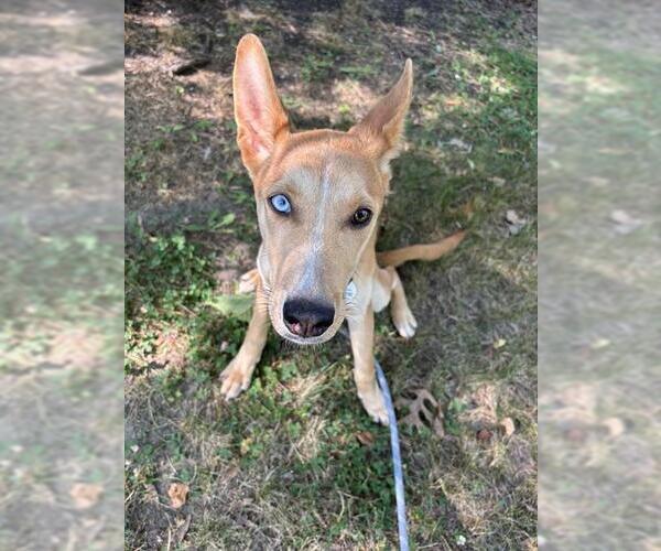 Medium Photo #1 Carolina Dog-Siberian Husky Mix Puppy For Sale in Forestville, MD, USA