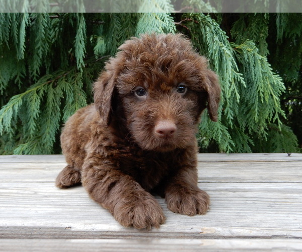 Medium Photo #5 Labradoodle Puppy For Sale in MILLERSBURG, OH, USA