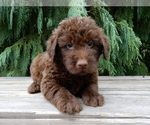 Small #4 Labradoodle