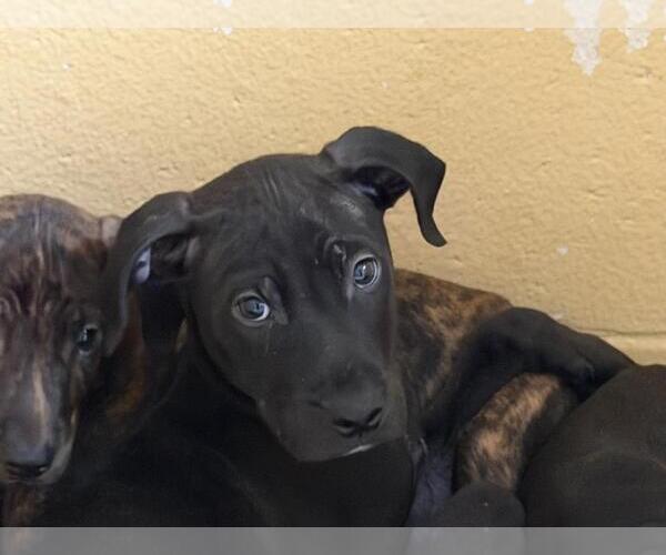 Medium Photo #2 Mutt Puppy For Sale in Tulsa, OK, USA