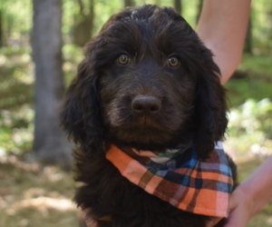 Medium Goldendoodle