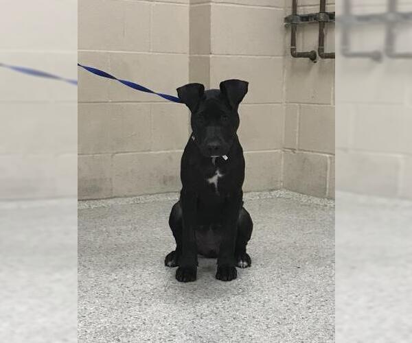 Medium Photo #1 Labrador Retriever Puppy For Sale in Conroe, TX, USA