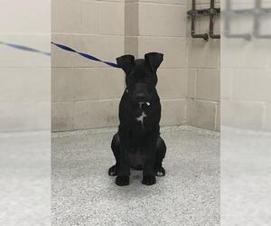 Labrador Retriever Dogs for adoption in Conroe, TX, USA