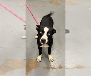 Siberian Husky Dogs for adoption in Peoria, IL, USA
