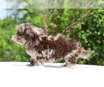 Small #23 ShihPoo