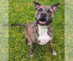 Small Boxer-Mastiff Mix