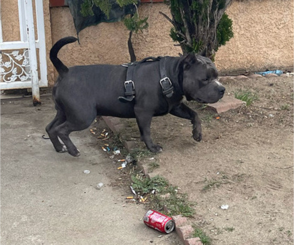 Medium Photo #1 American Bully Puppy For Sale in PACOIMA, CA, USA