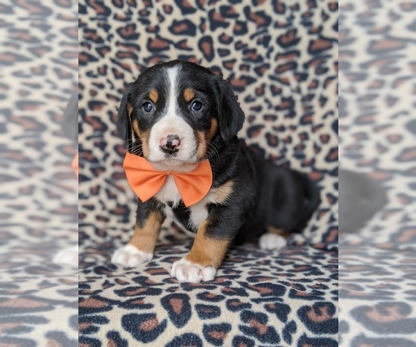 Medium Photo #1 Greater Swiss Mountain Dog Puppy For Sale in CHRISTIANA, PA, USA