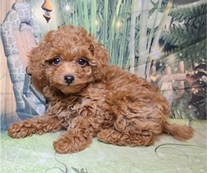 Poodle (Toy) Puppy for sale in SOUTHGATE, MI, USA