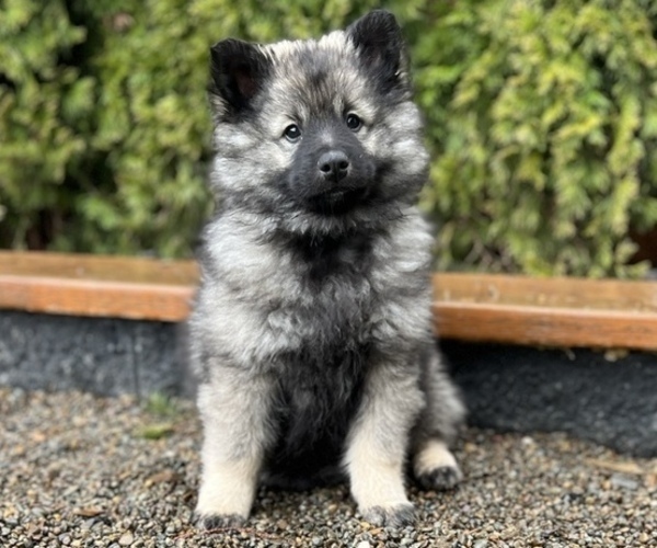 Medium Photo #1 Keeshond Puppy For Sale in VANCOUVER, WA, USA
