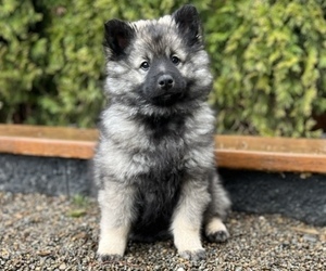 Medium Keeshond