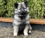 Puppy Lemon Keeshond