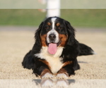 Small Photo #12 Bernese Mountain Dog Puppy For Sale in PIEDMONT, SC, USA