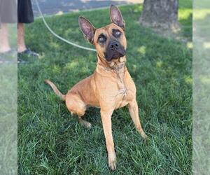 Mutt Dogs for adoption in Modesto, CA, USA