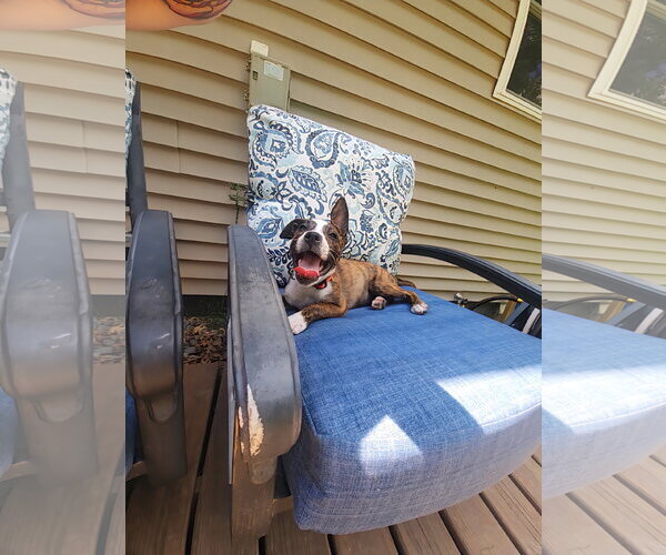 Medium Photo #4 Boxer-Unknown Mix Puppy For Sale in Cottage Grove, MN, USA