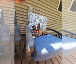 Small #3 Boxer Mix