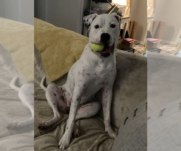 Medium Photo #7 American Bulldog Puppy For Sale in Raleigh, NC, USA