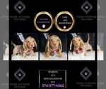 Puppy Sparrow ACA Dachshund