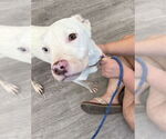 Small #1 American Pit Bull Terrier