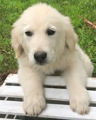 Golden Retriever Puppy for sale in BELLVILLE, OH, USA
