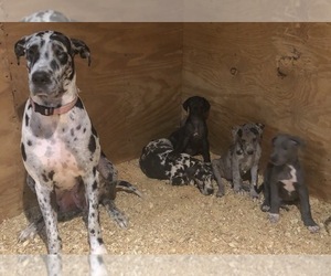 Mother of the Great Dane puppies born on 08/27/2019