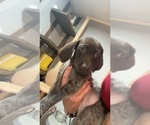 Small Photo #5 German Shorthaired Pointer Puppy For Sale in BUSHNELL, FL, USA