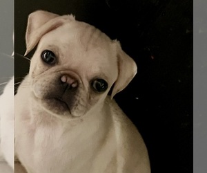 Pug Puppy for Sale in MERIDEN, Minnesota USA