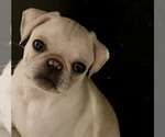 Image preview for Ad Listing. Nickname: Pug pups
