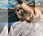 Small #3 Chihuahua Mix
