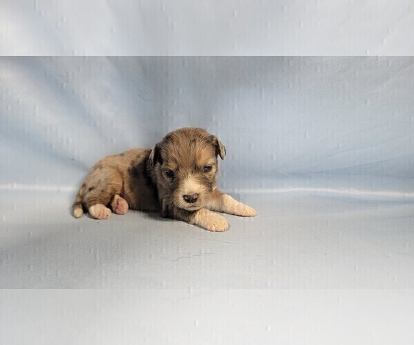 Medium Photo #41 Bernedoodle (Miniature) Puppy For Sale in BLACK FOREST, CO, USA