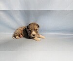 Small Photo #41 Bernedoodle (Miniature) Puppy For Sale in BLACK FOREST, CO, USA
