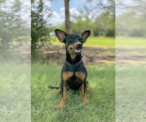 Miniature Pinscher-Unknown Mix Dogs for adoption in PIPE CREEK, TX, USA