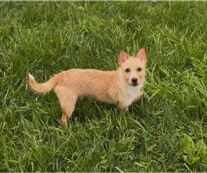 Mutt Dogs for adoption in Sistersville, WV, USA