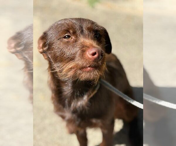 Medium Photo #5 Mutt Puppy For Sale in New York, NY, USA